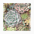 Decoupage Tissue Paper- Zuri - Granny B's Old Fashioned Paint