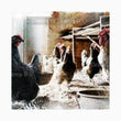 The Hen House by Granny Chic Decoupage Tissue